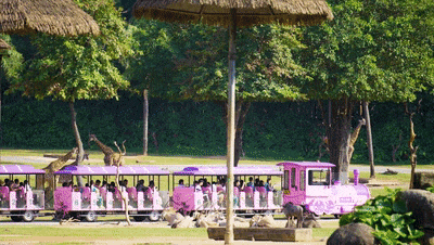 4萬(wàn)公里 ，100%出勤率！宇通觀光車助力長(zhǎng)隆打造沉浸式生態(tài)之旅