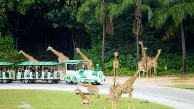 4萬(wàn)公里 ，100%出勤率！宇通觀光車助力長(zhǎng)隆打造沉浸式生態(tài)之旅